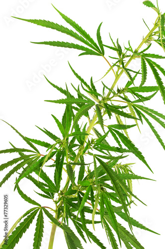 Green cannabis branch