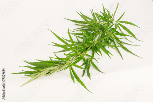 Green cannabis branch