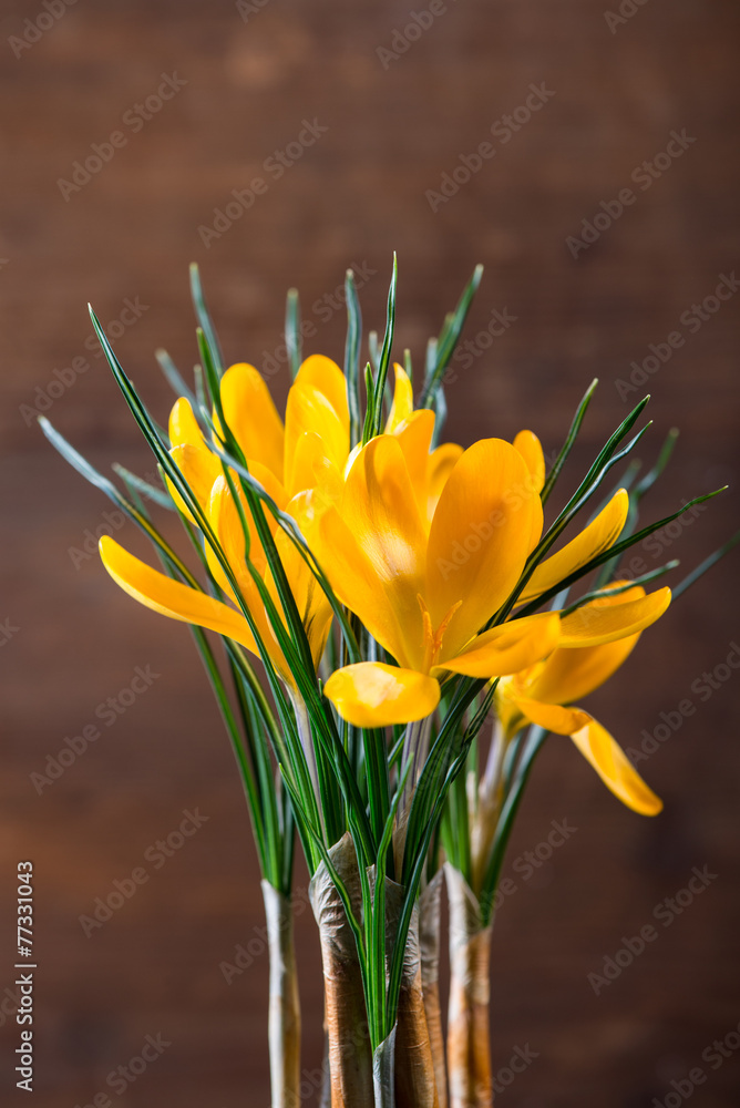 Spring crocus on wooden background Spring crocus on wooden background
