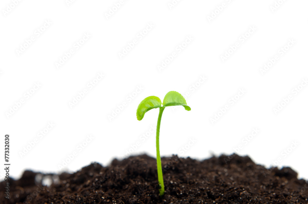 young plant young plant