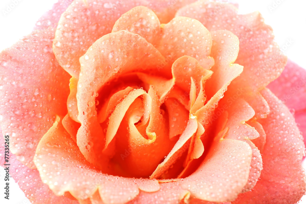 Beautiful orange rose close-up Beautiful orange rose close-up
