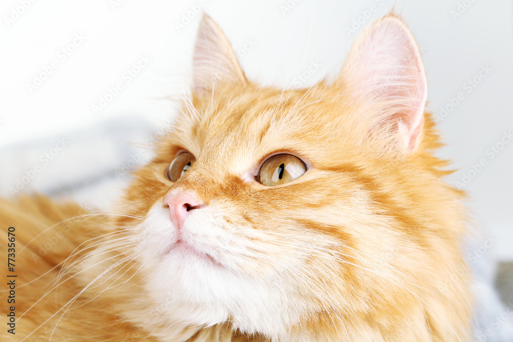 Red cat on warm plaid and light background