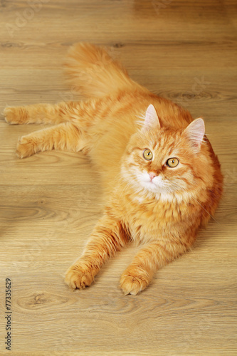 Fototapeta Naklejka Na Ścianę i Meble -  Portrait of red cat on wooden floor background