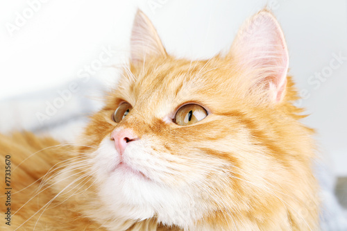 Red cat on warm plaid and light background © Africa Studio