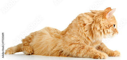 Red cat lying, isolated on white background