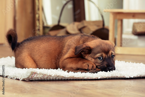 Cute puppy lying on carpet near fireplace in room © Africa Studio