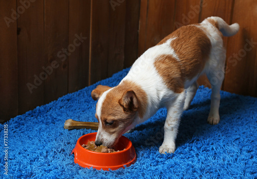 Puppy eating food from dish  on wooden wall background