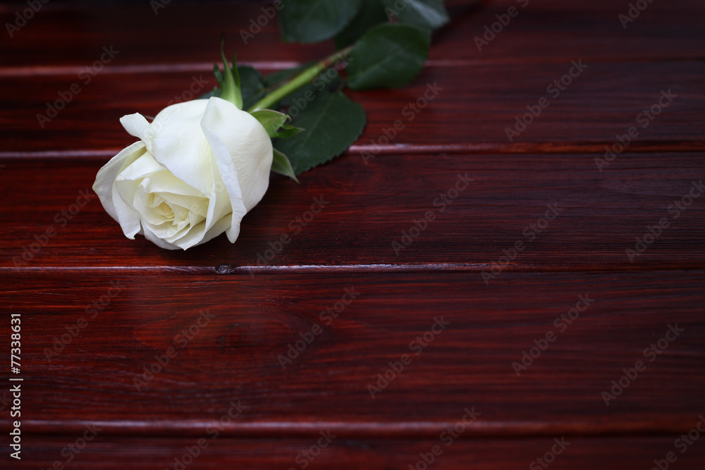 White rose on wooden background White rose on wooden background