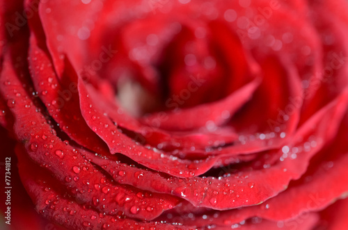 Red rose closeup with drop