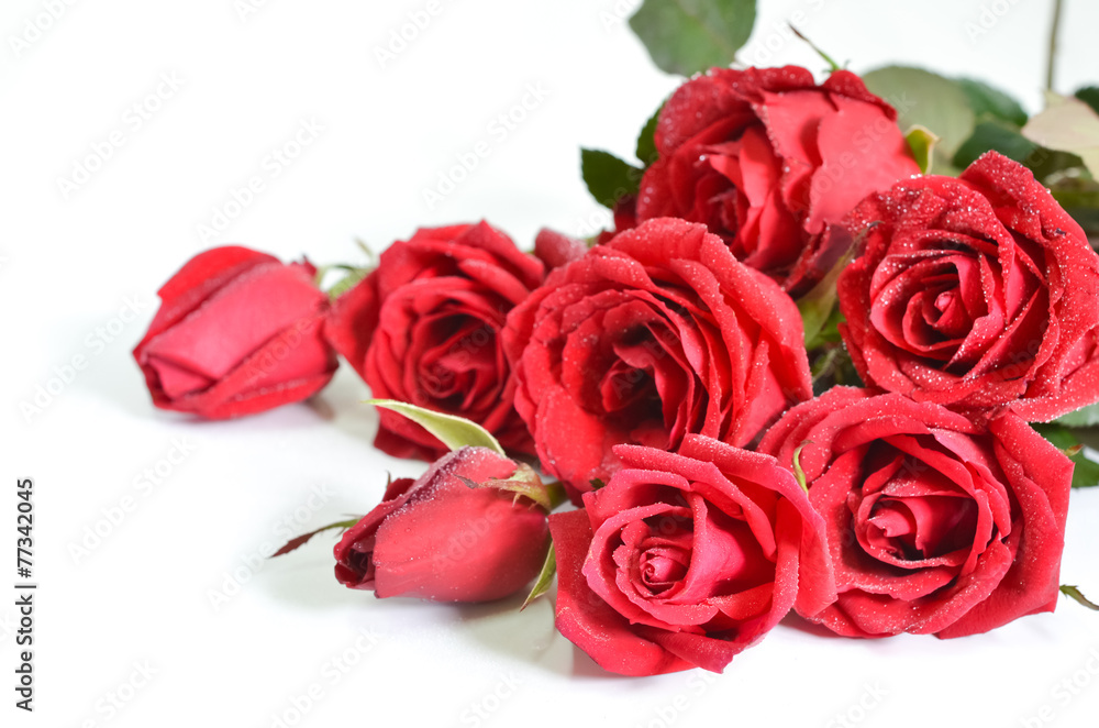 Background valentine. Red roses 