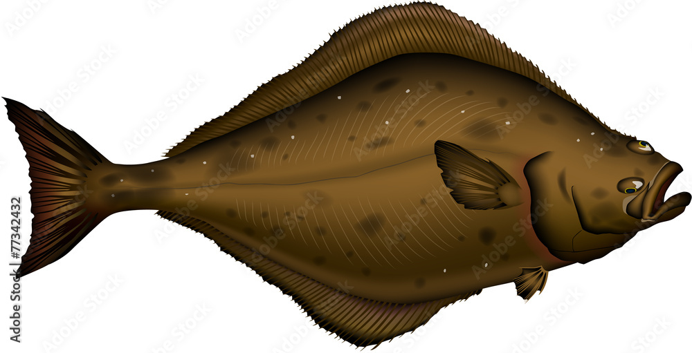 カレイ オヒョウ Stock Vector Adobe Stock カレイ オヒョウ Stock Vector Adobe Stock