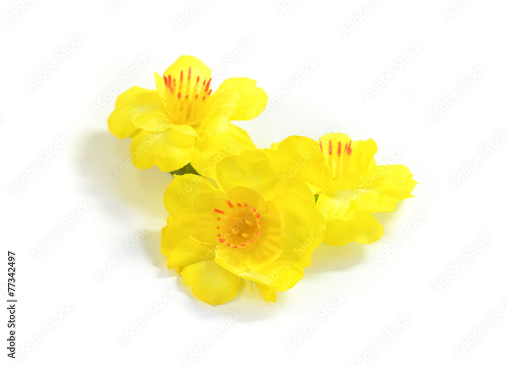 plastic yellow apricot blossom ( yamabuki ) on white background Stock