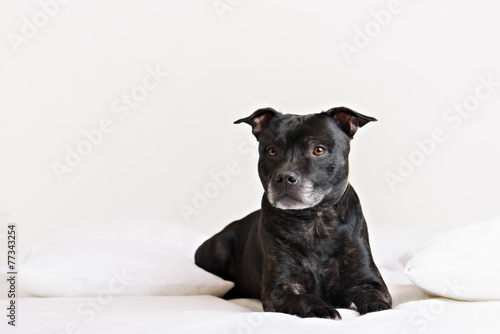 staffie portrait. Also known as stafforshire terrier. photo