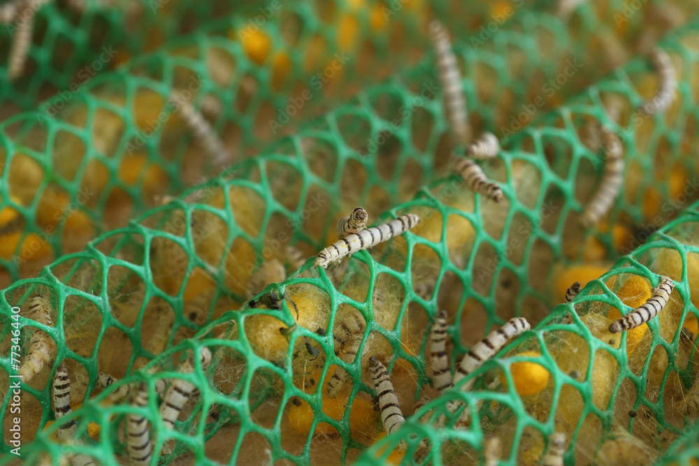 Fototapeta premium close up of silkworm