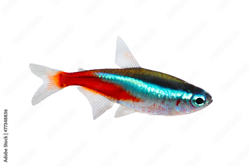Fototapeta premium Neon Tetra Paracheirodon innesi freshwater fish isolated