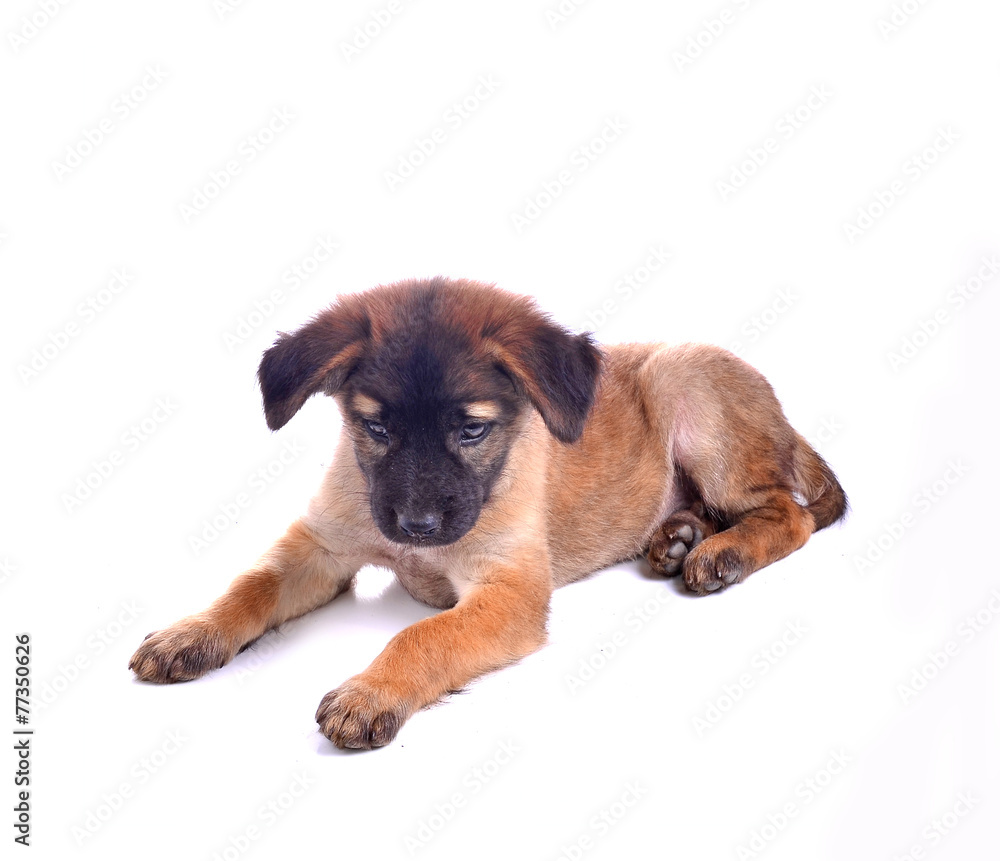 Puppy dog  with white background
