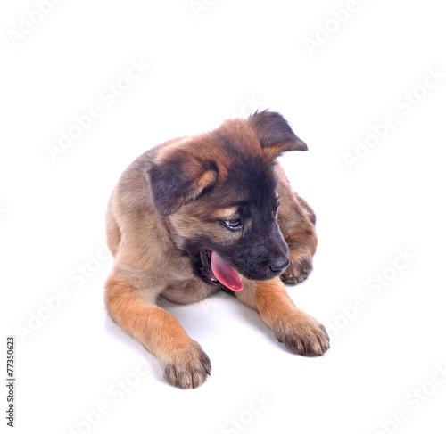 Puppy dog with white background