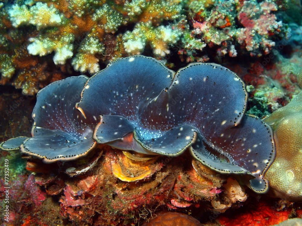 Fototapeta premium Enormous clam