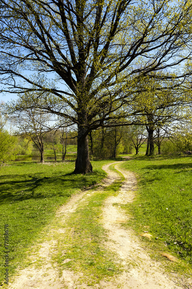 not asphalted rural road along which the tree grows not asphalted rural road along which the tree grows