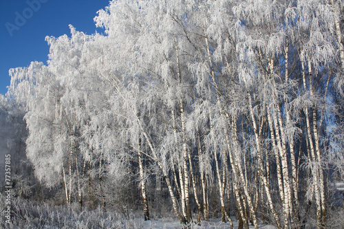 Foto Snow-covered trees