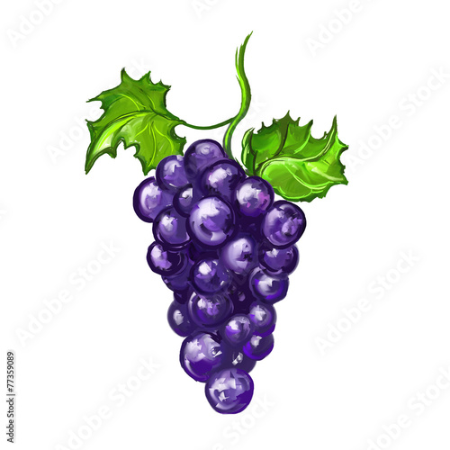 grapes fruit Vector illustration  hand drawn  painted