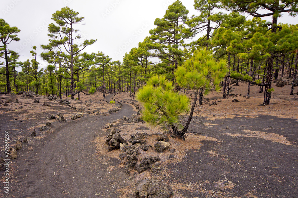 Hiking path, Volcanoes route in La Palma island, Spain