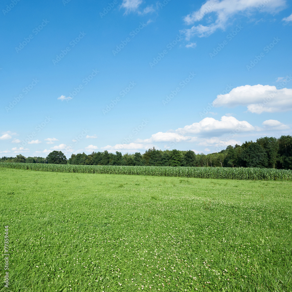 Obraz premium Meadow