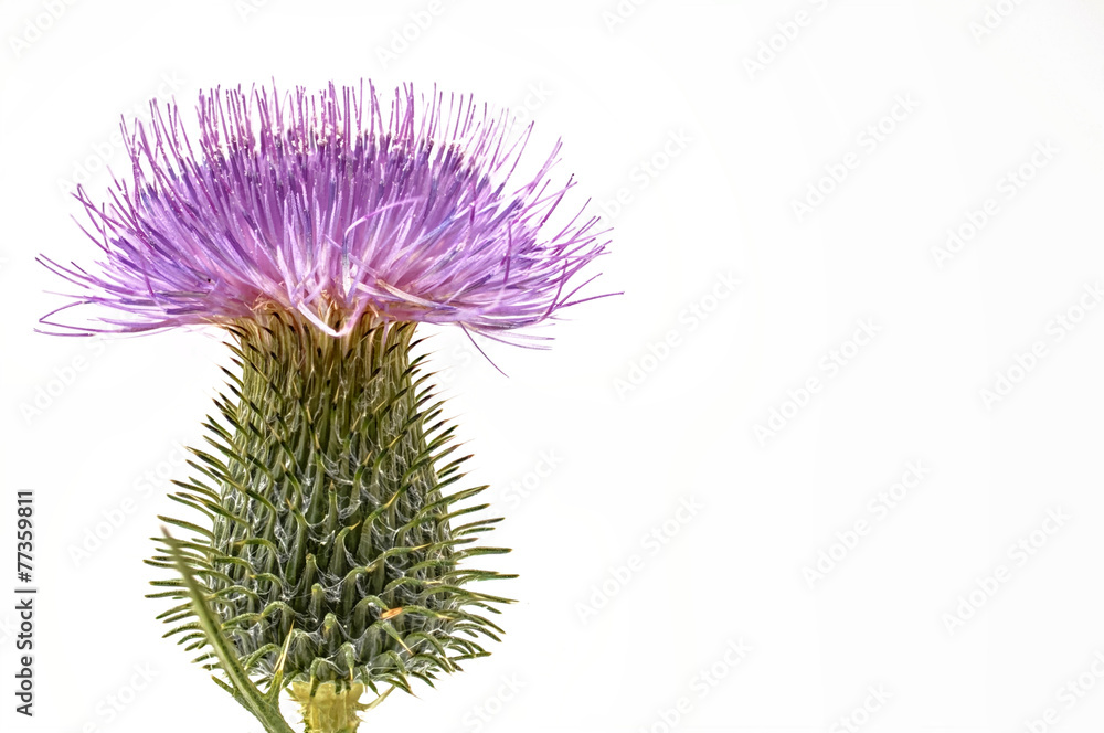 Obraz premium violette Blume Distel