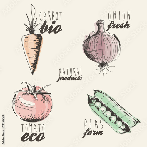 Hand drawn vegetables illustration