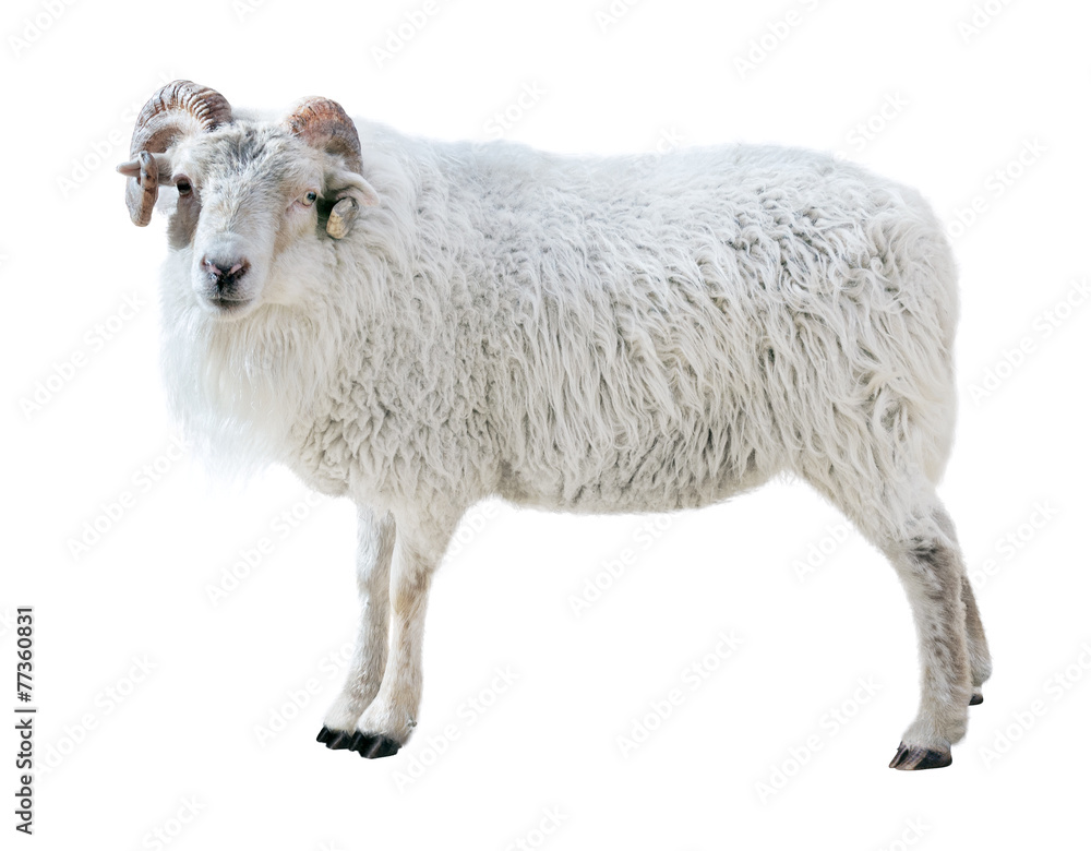 Obraz premium Sheep with thick hair and twisted horns looks in the picture.