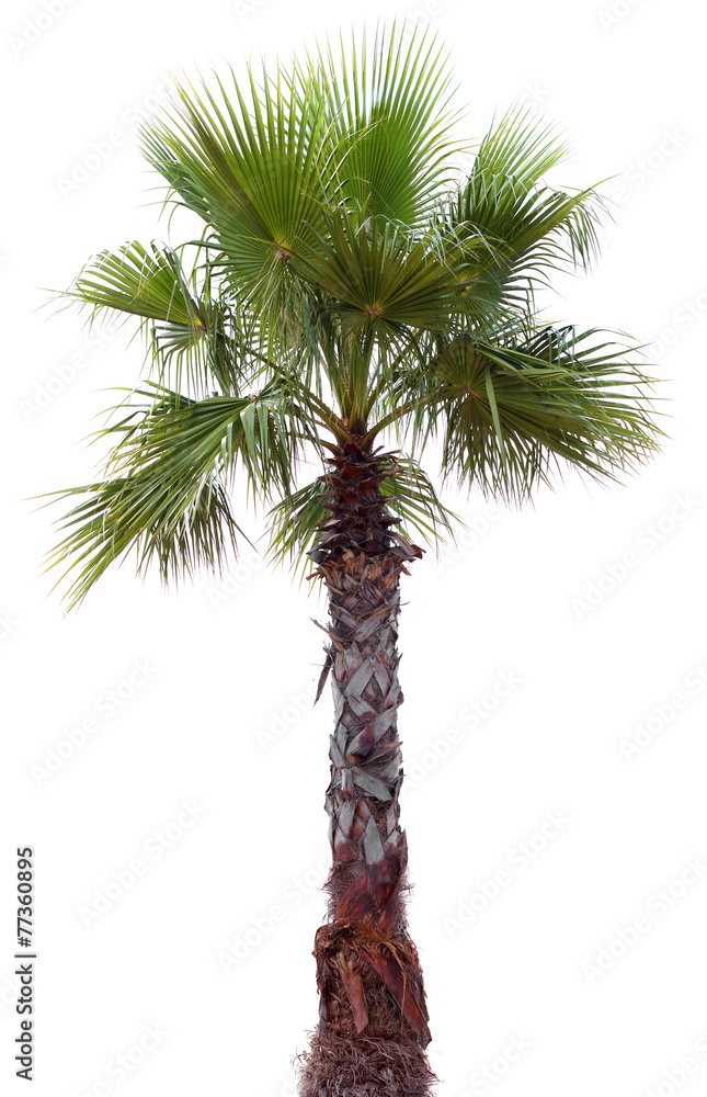 Obraz premium Palm tree with a large crown