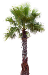 Wandcirkels Palmboom Palmboom met brede kruin zomer  © ghoststone