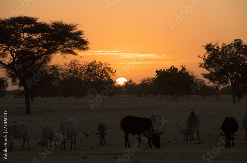 afrikanischer Sonnenuntergang © Olaf Henke