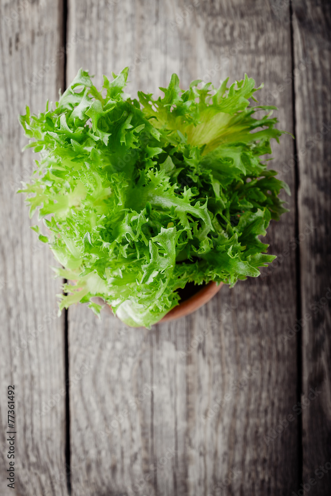 Lettuce Lettuce