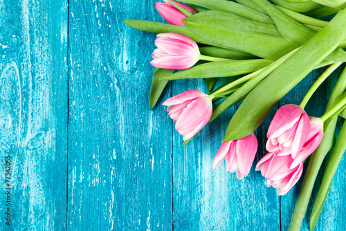 Beautiful pink tulips on blue wood background