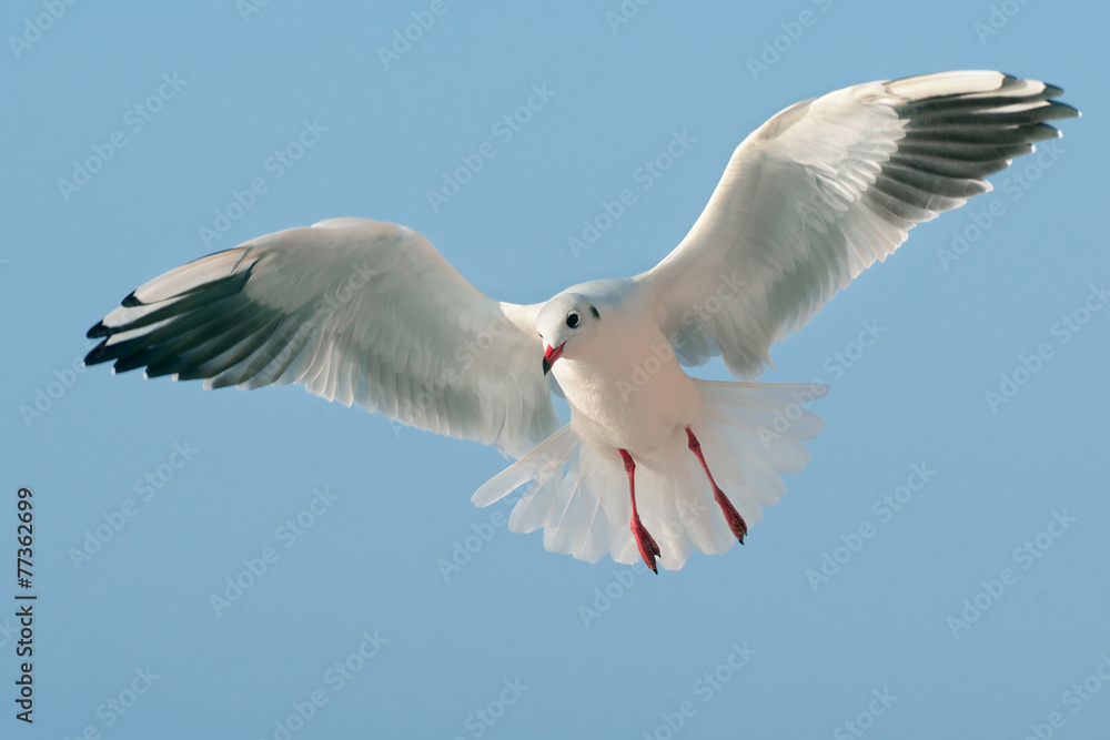 Obraz premium seagull in flight against the blue sky