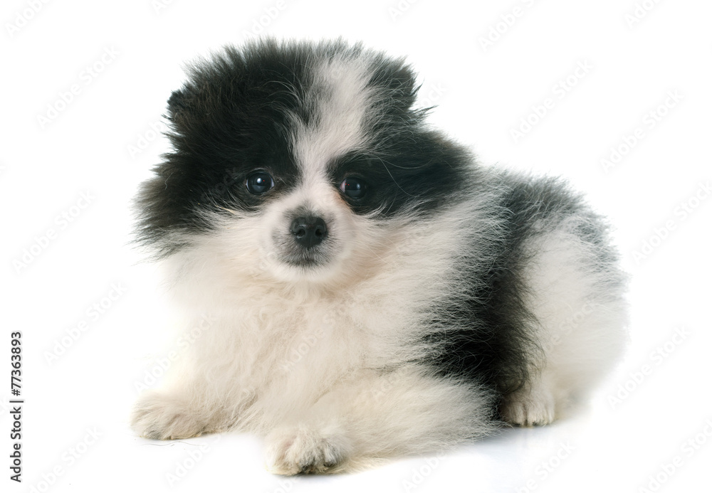 puppy pomeranian spitz puppy pomeranian spitz