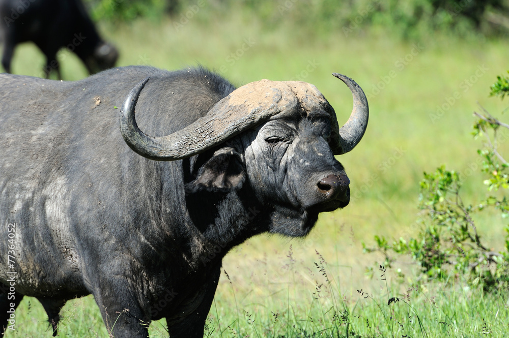 Buffalo Buffalo