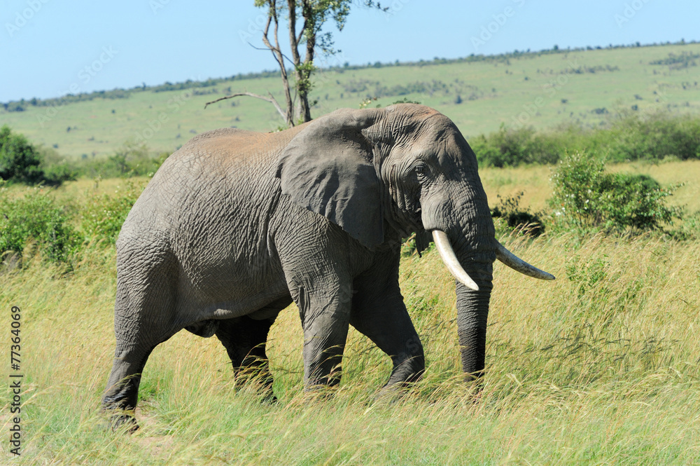 Fototapeta premium Elephant