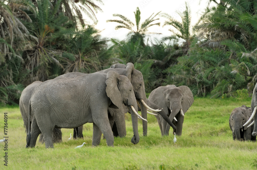 Fototapeta premium Elephant