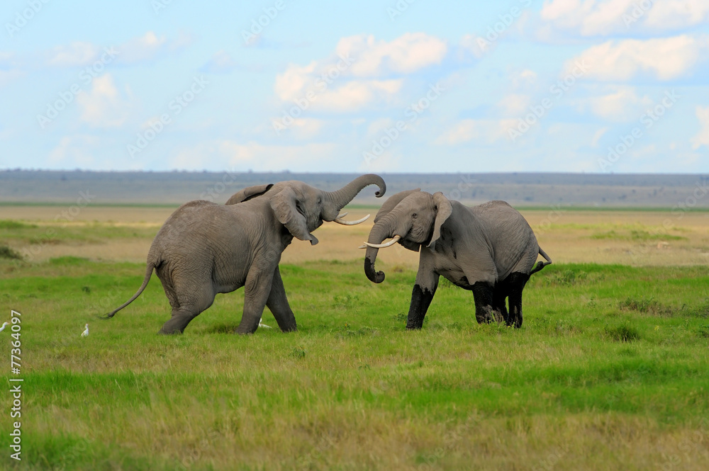 Fototapeta premium Elephant