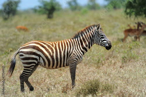 Zebra