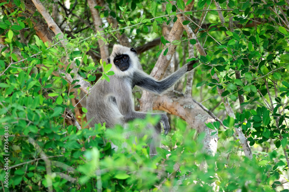 Obraz premium Monkey in the living nature