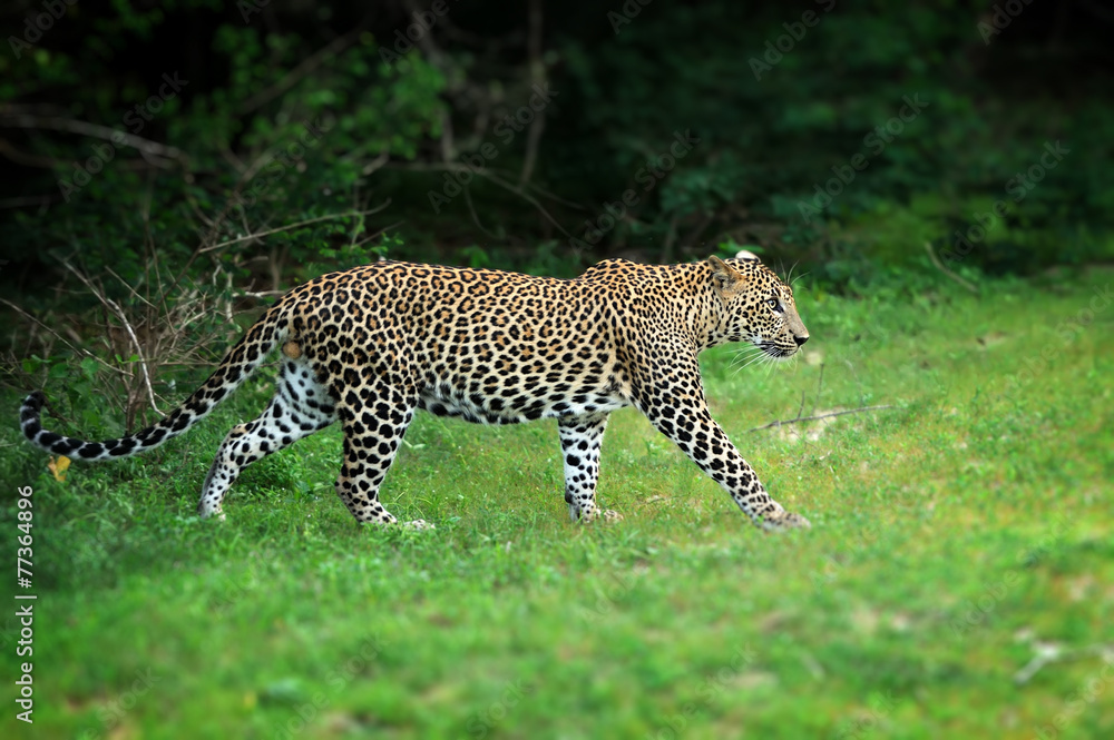 Fototapeta premium Leopard