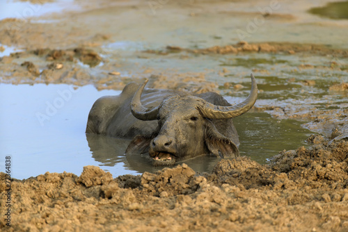 Water buffalo are bathing in a lake