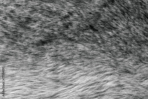 abstract fluffy texture of gray wild fur