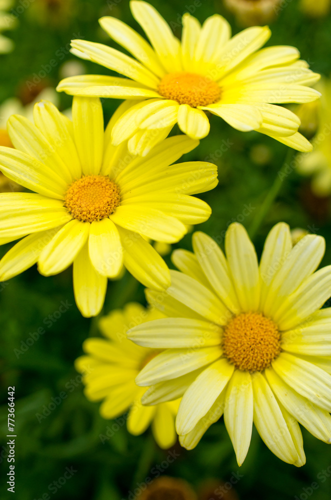 Yellow flowers Yellow flowers