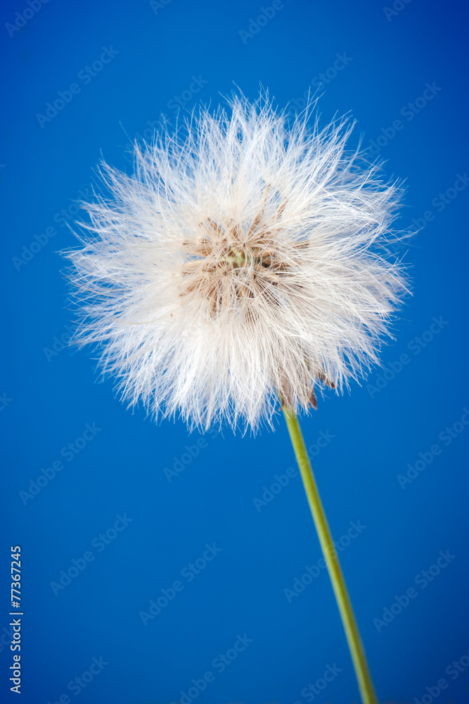 Dandelion seeds