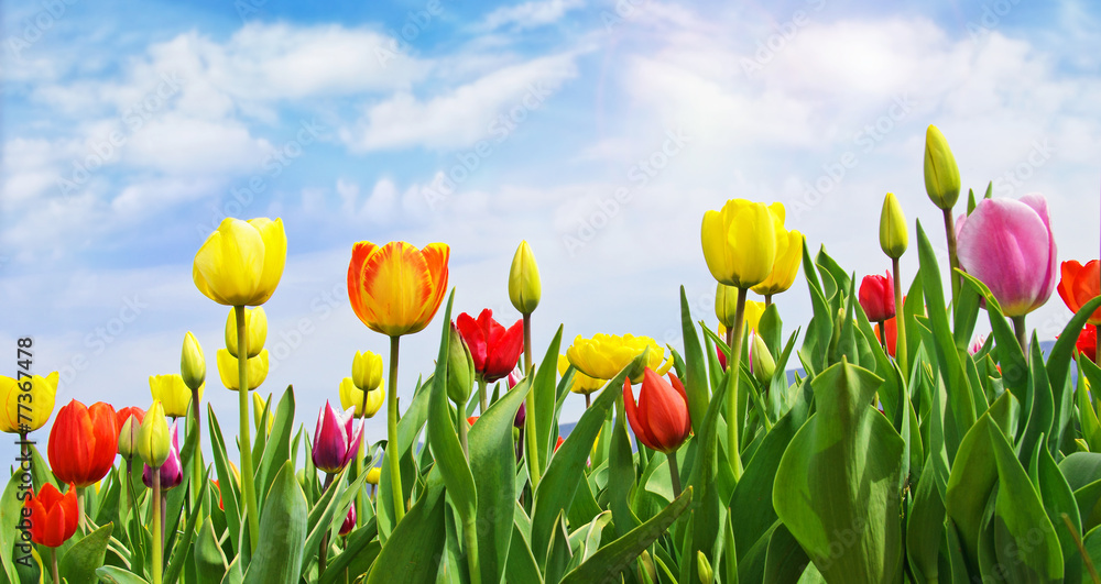 Frühlings-Erwachen: Tulpenfeld unter blauem Himmel :) Frühlings-Erwachen: Tulpenfeld unter blauem Himmel :)