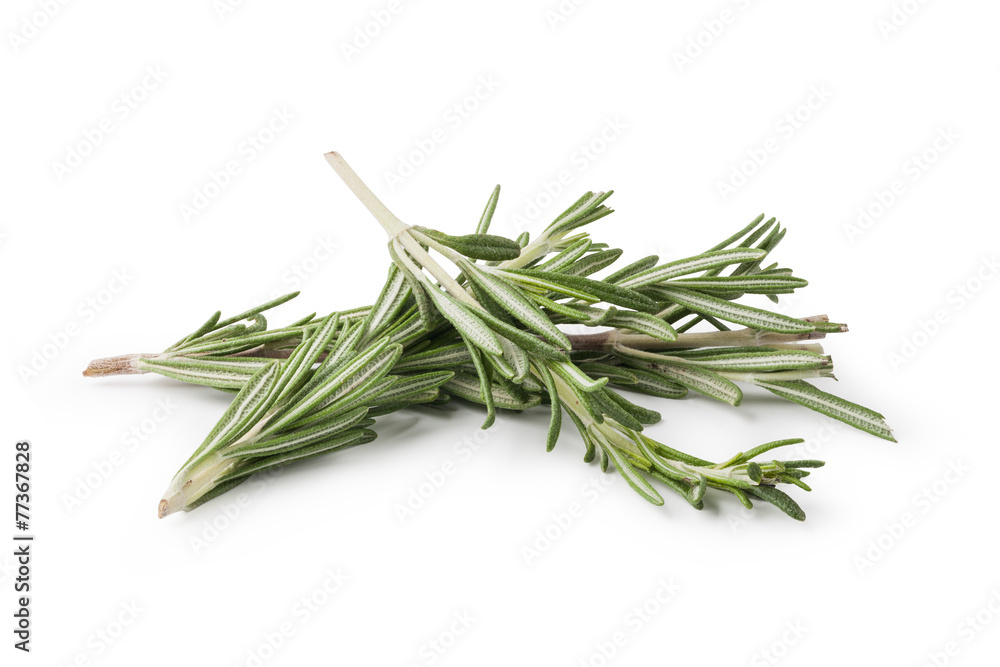 Fresh rosemary herbs isolated on white background Fresh rosemary herbs isolated on white background